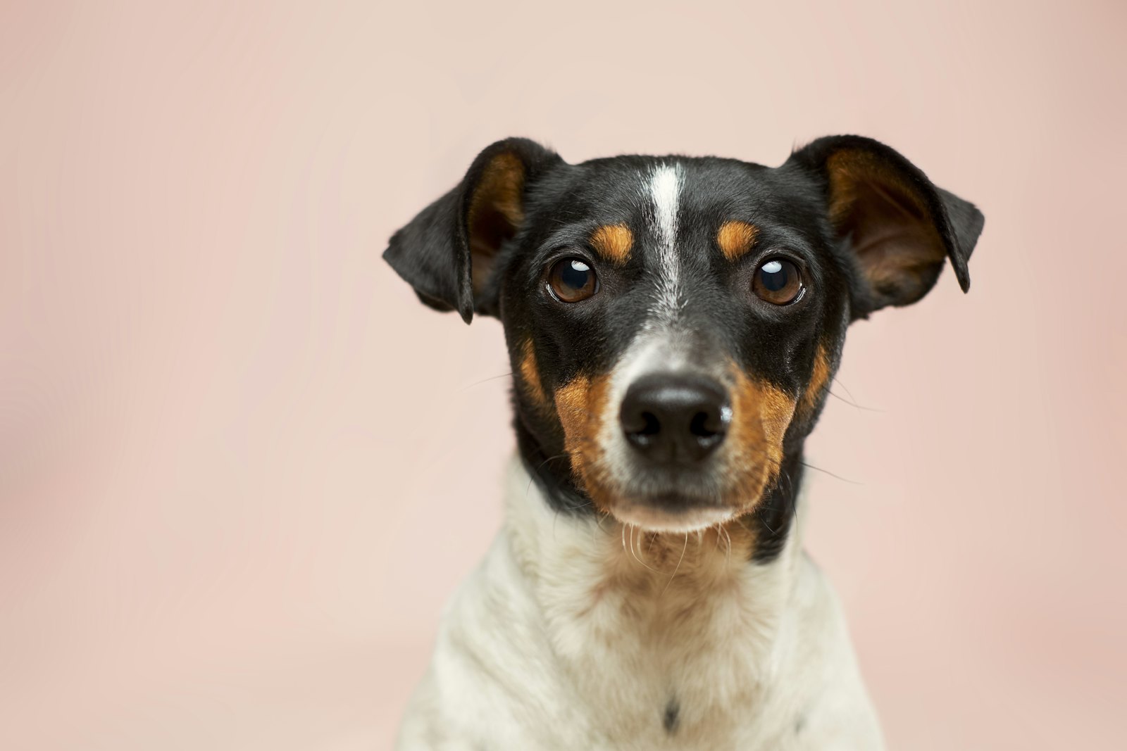 A calm dog looking at the camera, ready for veterinary care
